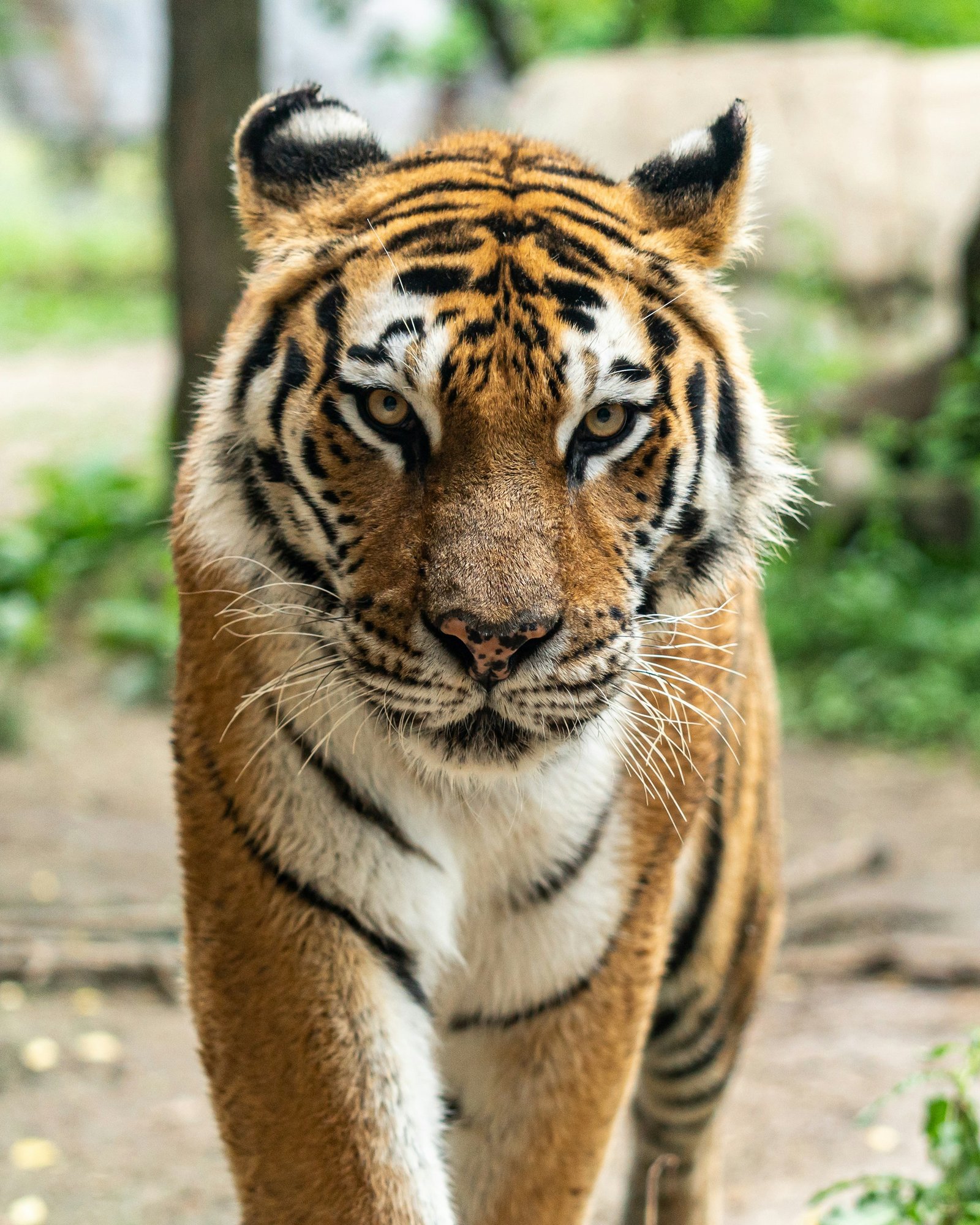 Durga Puja Special Sundarban Tour Package 2026: 2 Nights 3 Days Safari (Canning to Canning)