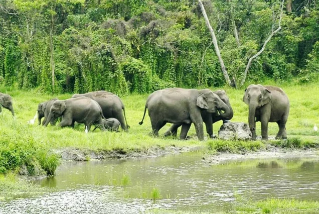 Dooars Tour Package from Kolkata | Bholanath Tour & Travels | Best Tour & Travel Company in Kolkata | For Booking Call Us : +918509308011