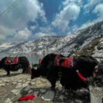 Gangtok Tour Packages | Call Us : +918509308011