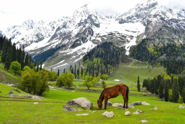 Kashmir Tulip Tour Package from Kolkata | Bholanath Tour & Travels | For Booking Call Us : +918509308011