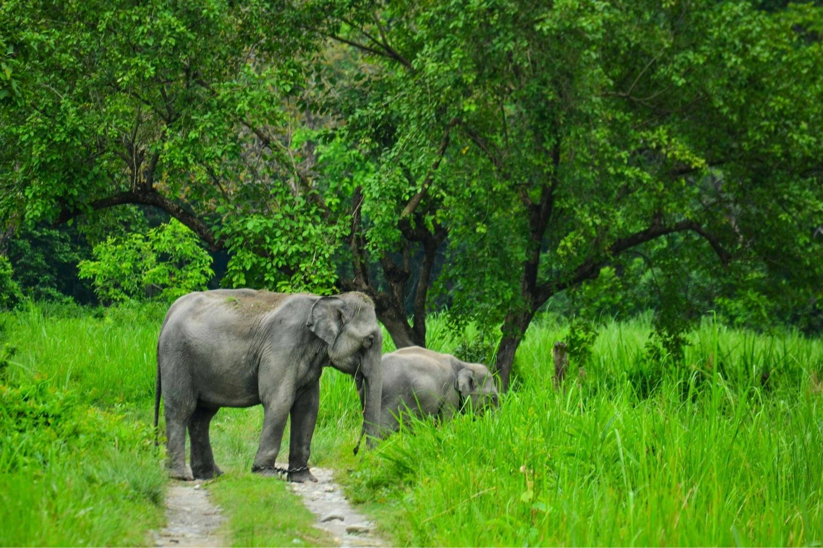 Dooars Tour Packages | Bholanath Tour & Travels | Best Tour & Travel Company in Kolkata | For Booking Call Us : +918509308011